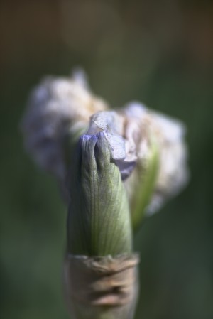 Iris Just Opening